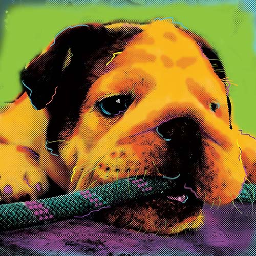 pop art dogs portrait