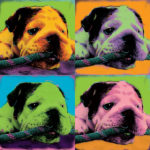 dog portrait photo