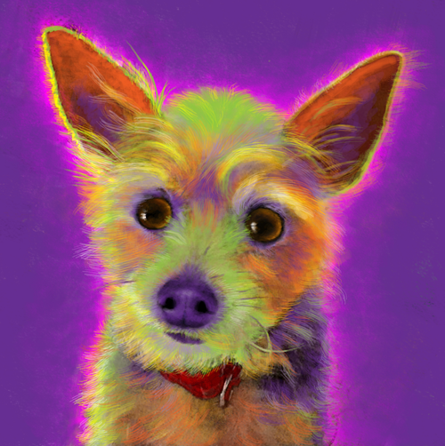 Terrior Chihuahua