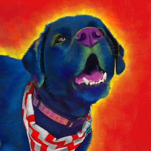 Black Labrador