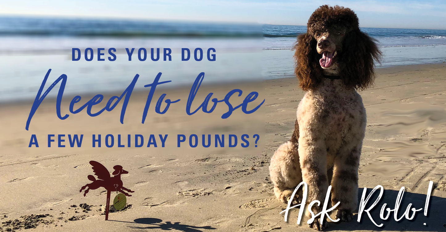 Poodle on the beach Dog Dieting