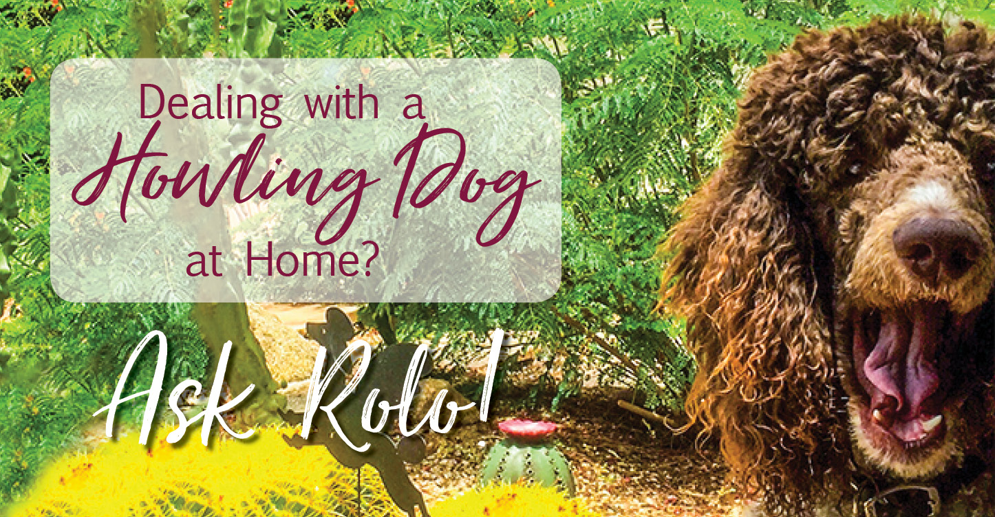 Howling dogs and Singing Poodle