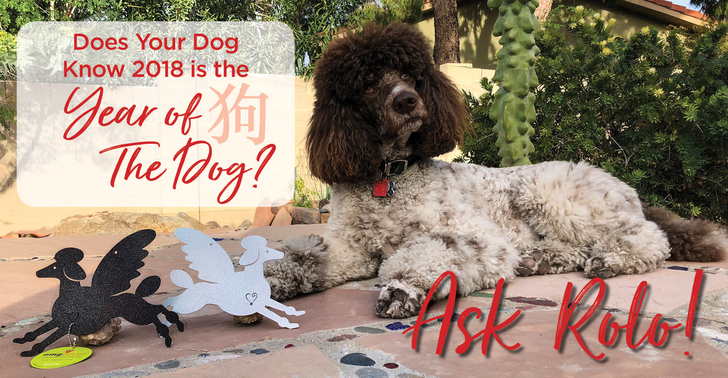 Year of the dog Poodle laying down