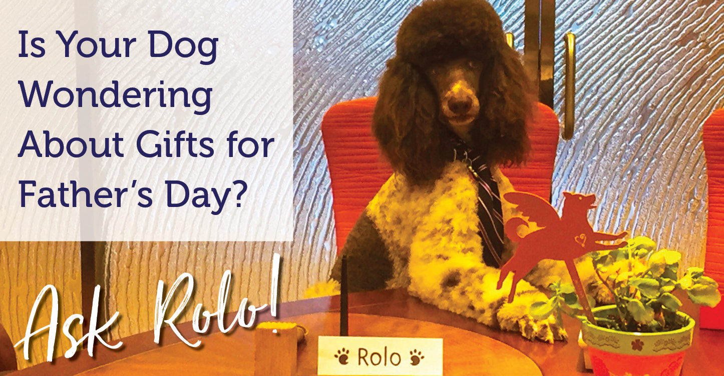 Poodle wearing a tie