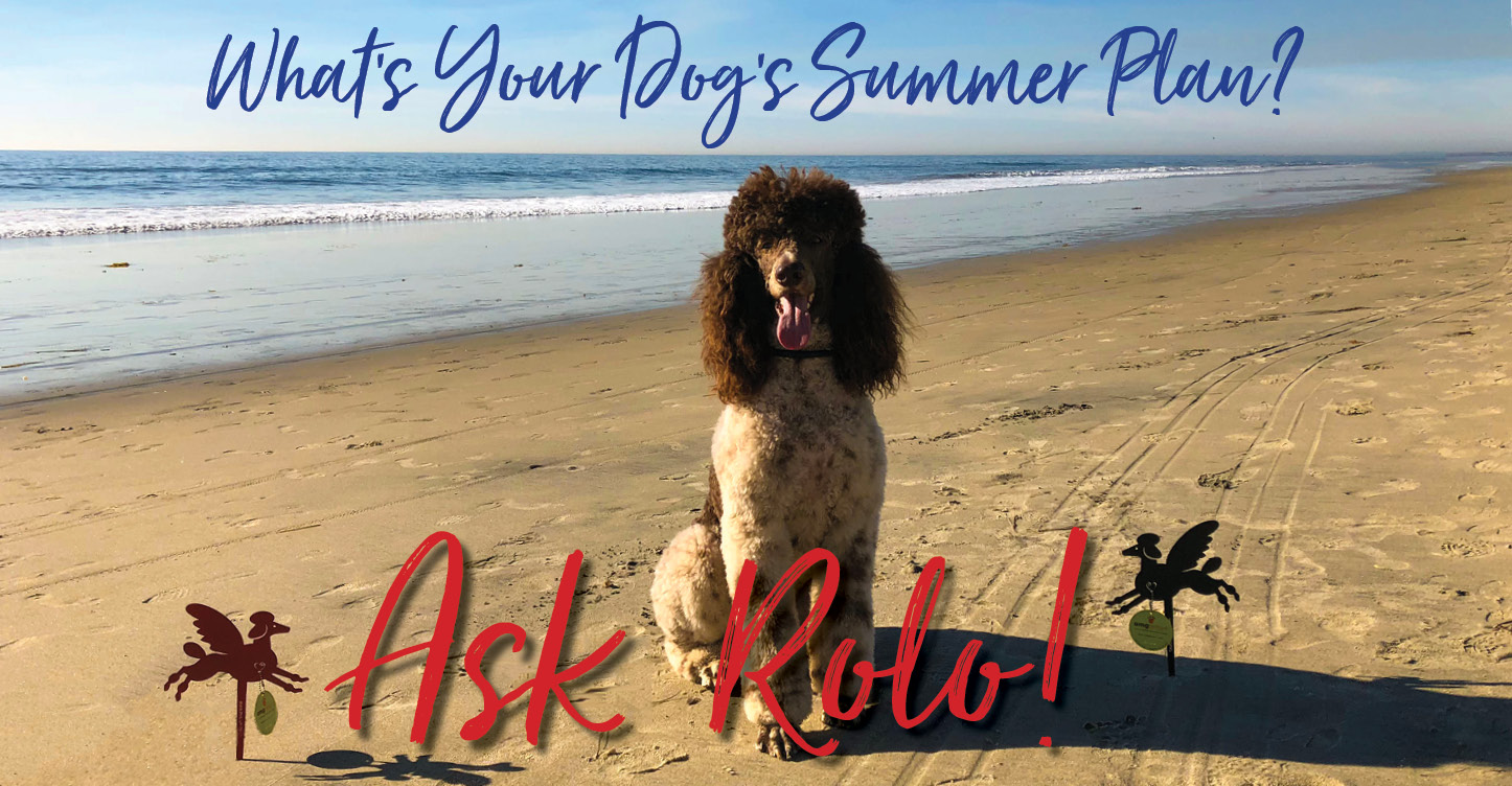 Poodle at beach