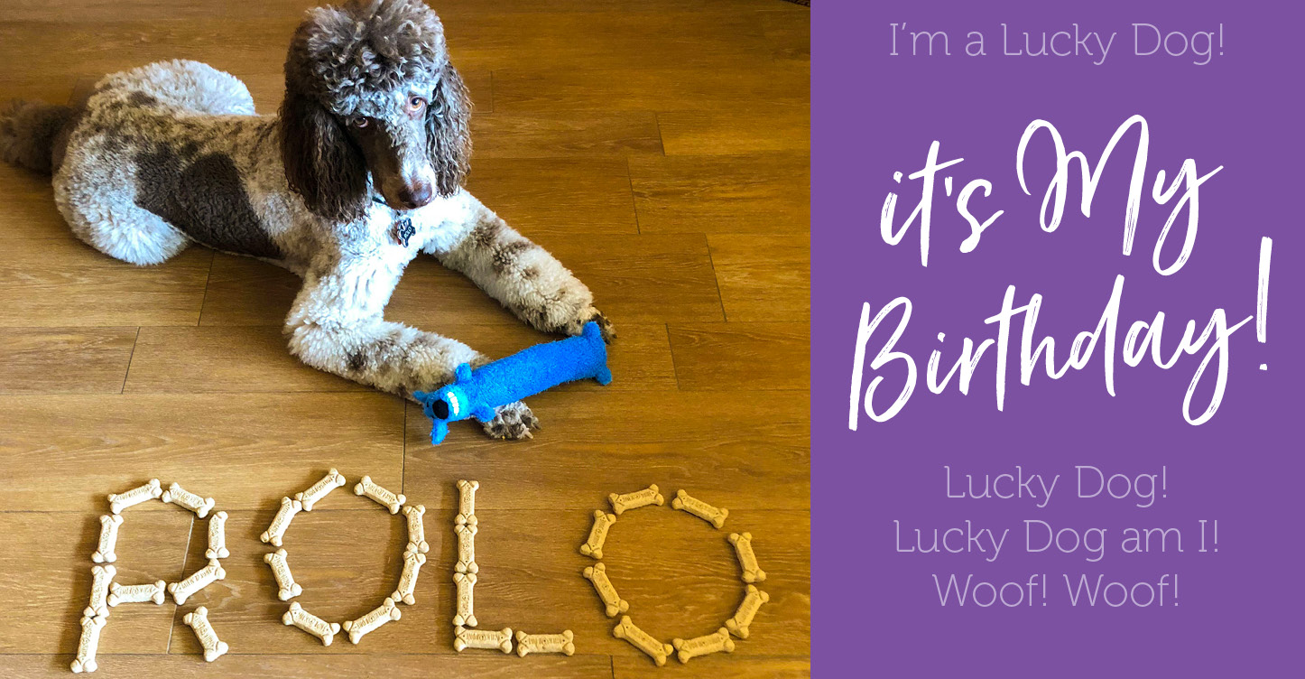 Poodle with toys