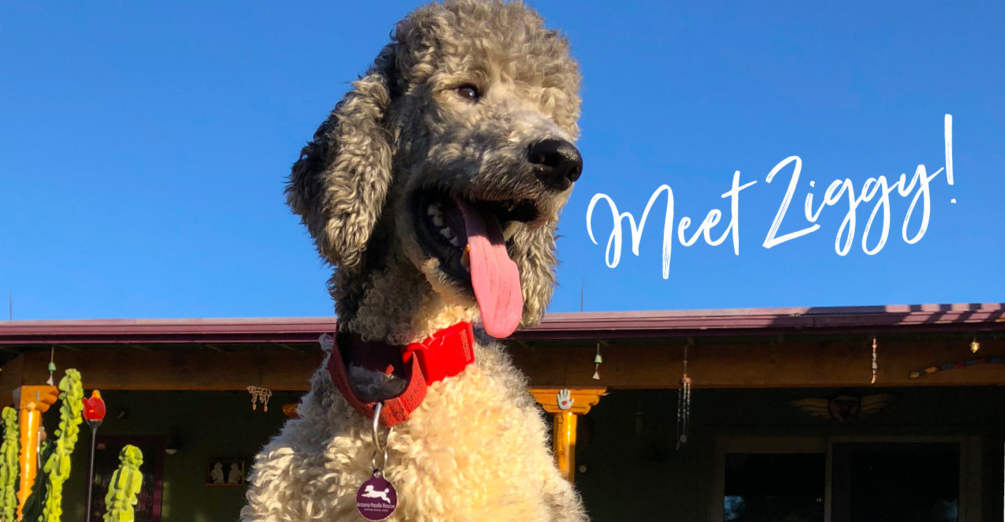 Rescue Pup_Poodle outdoors