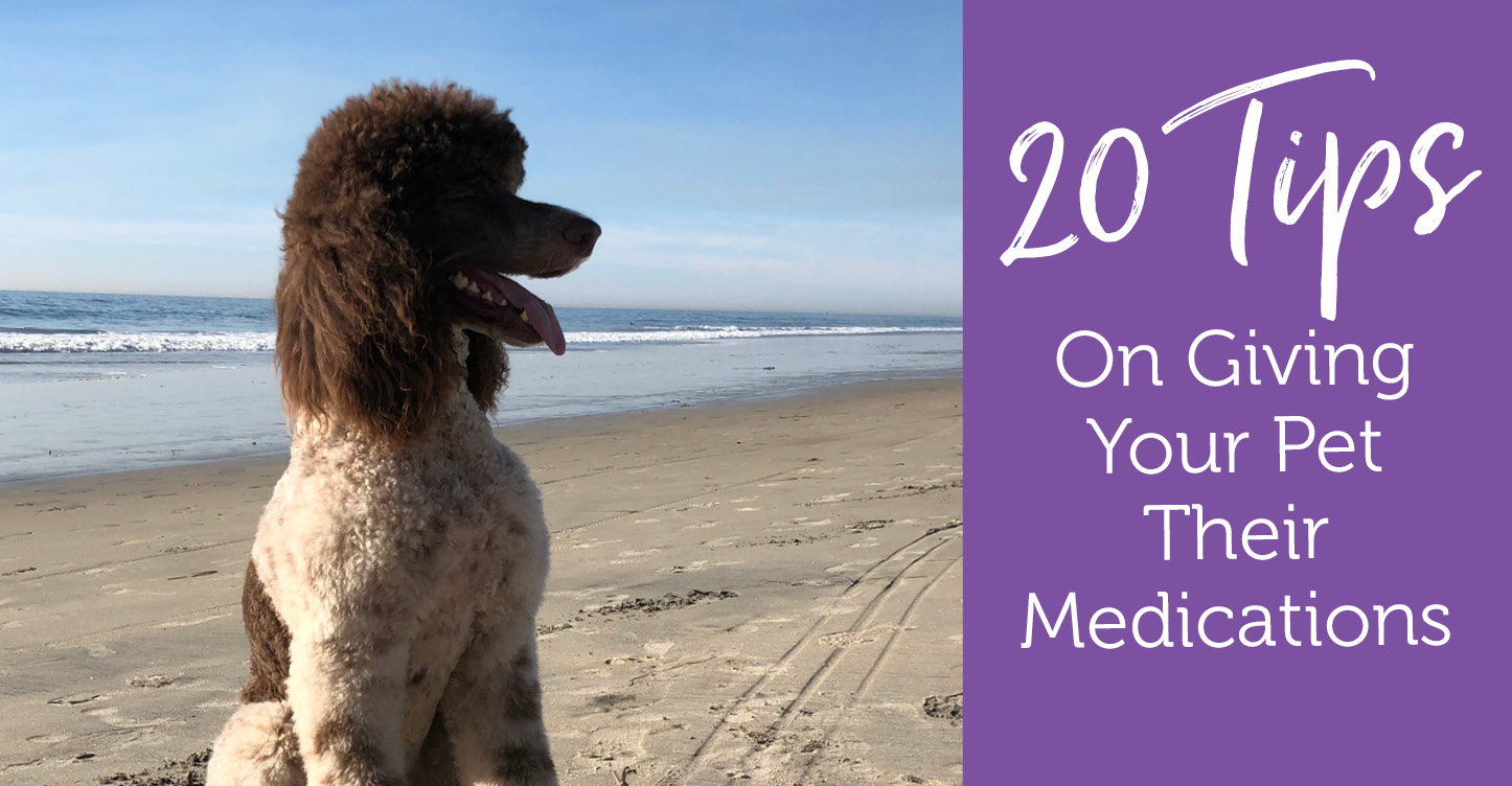 Picture of Pet Medication Tips